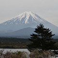 写真: 精進湖と富士山