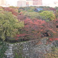 写真: 大阪城西の丸庭園の紅葉