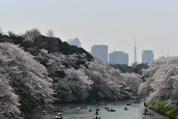 写真: 千鳥ヶ淵の桜