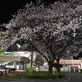 写真: 駅前のロータリーの桜