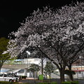 写真: 駅前のロータリーの桜