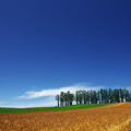 写真: 赤麦の丘