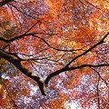 写真: 等々力渓谷の紅葉