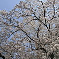 写真: 乞田川の桜