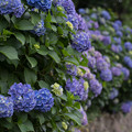 写真: 紫陽花の垣