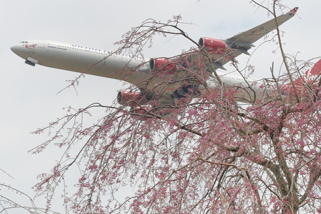 写真: しだれ桜とヴァージンアトランティック