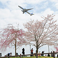 写真: 花見と飛行機
