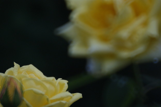 写真: 黄色い薔薇