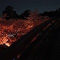 写真: 夜桜と橋
