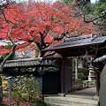 写真: 東慶寺の紅葉１-20101205
