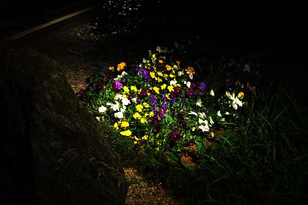 写真: 夜の花園