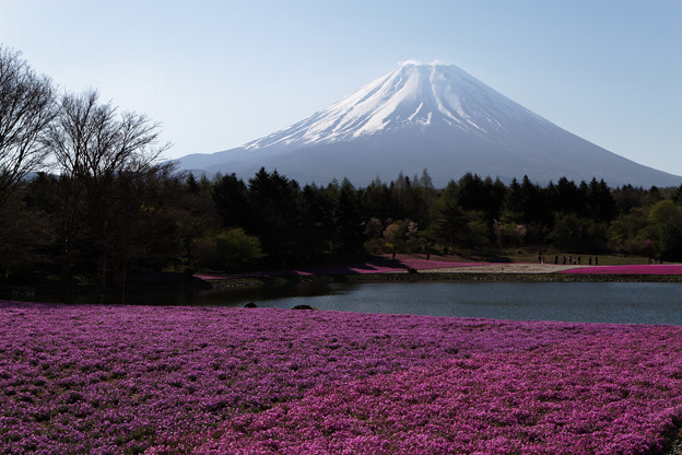 富士芝桜 2