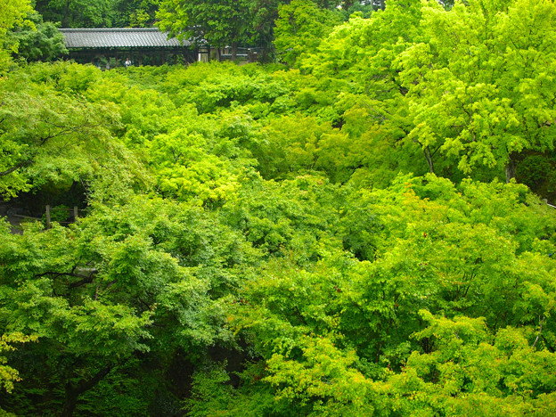 写真: 梅雨の東福寺