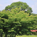 写真: 樹木と家01-12.07.10