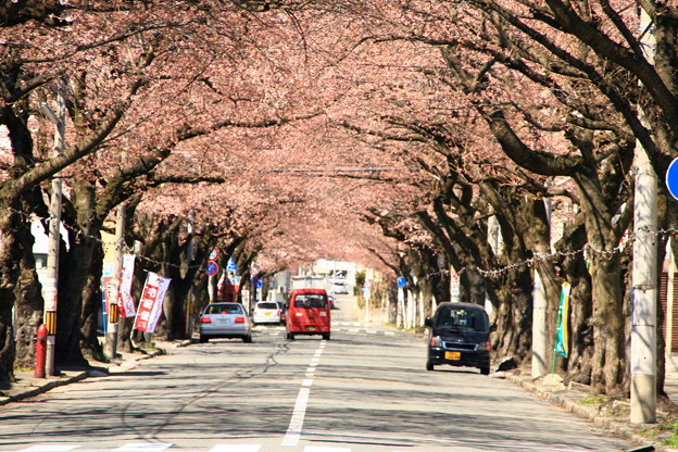 写真: 開花し始めた桜並木