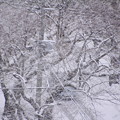 写真: 雪が降り続ける01
