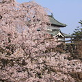 枝垂れ桜と弘前城