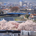写真: 街中の桜04