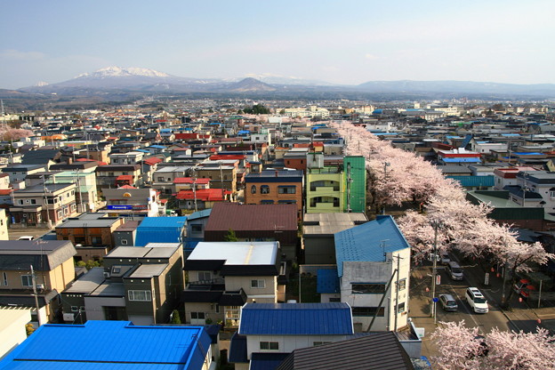 写真: 八甲田山と桜並木道