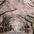 写真: 満開の桜並木