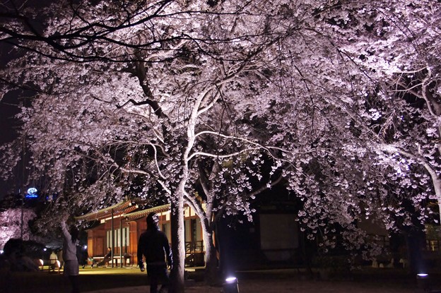 写真: 紅枝垂れ桜