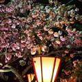 写真: 桜の通り抜け