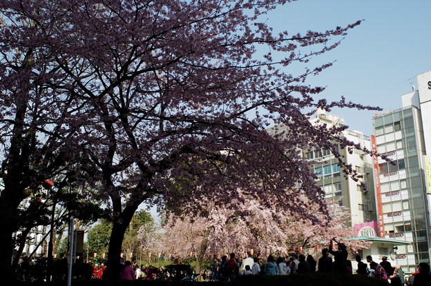 写真: 桜に集う