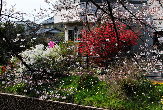 写真: 東川の桜１０