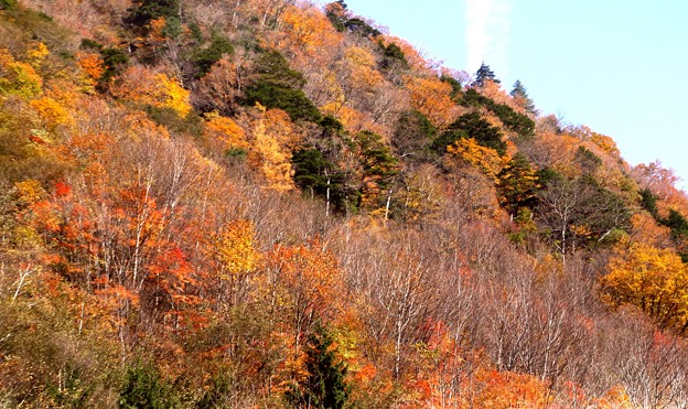 写真: 高瀬渓谷の紅葉8