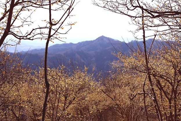 写真: 宝登山の蝋梅風景7