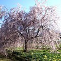写真: 真原桜並木３