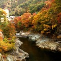 写真: 諏訪峡の紅葉２