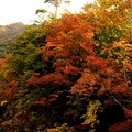 写真: 諏訪峡の紅葉３