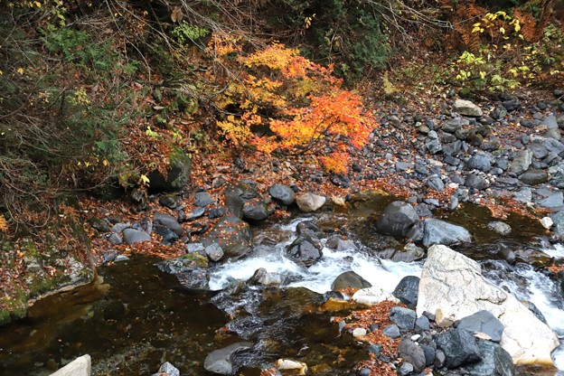 写真: 照葉峡の渓流の紅葉８