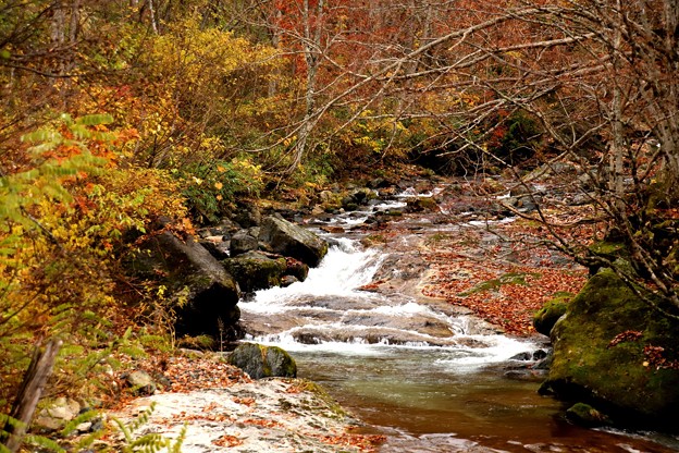 秋の照葉峡の渓流D