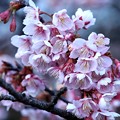 写真: 梅の開花