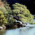 写真: 新宿御苑の松