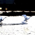 写真: 小白鳥の着水３