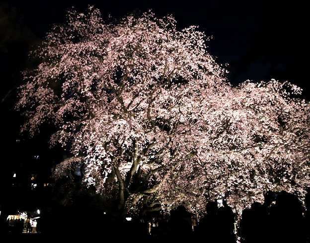 写真: 六義園　枝垂れ桜ライトアップ６