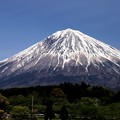 写真: 大石寺よりの富士山