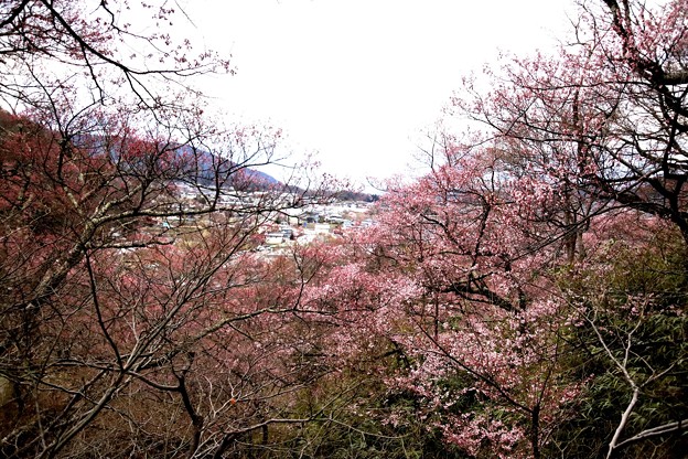 写真: 高遠城址の桜風景３