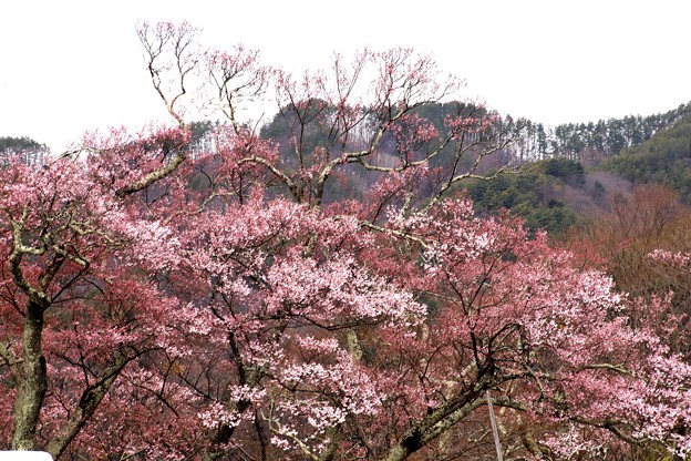 写真: 高遠城址の桜