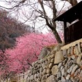 写真: 石垣と桃の花