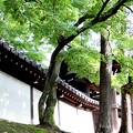 写真: 東福寺風景２