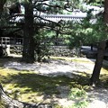 写真: 龍源院の松風景