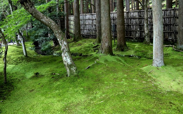 写真: 銀閣寺苔の庭園５