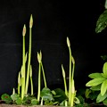 写真: ようやく花芽が育つ　曼珠沙華
