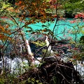 写真: 朝の瑠璃沼の紅葉