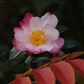 Photos: 山茶花の開花