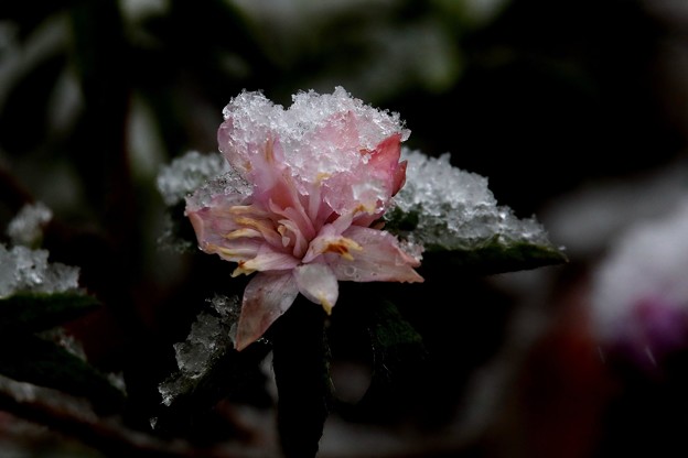 写真: 琉球つつじの雪